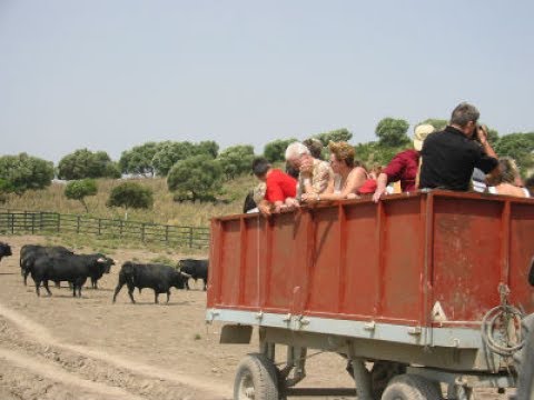 Las mejores ganaderías de Cádiz: una guía imprescindible